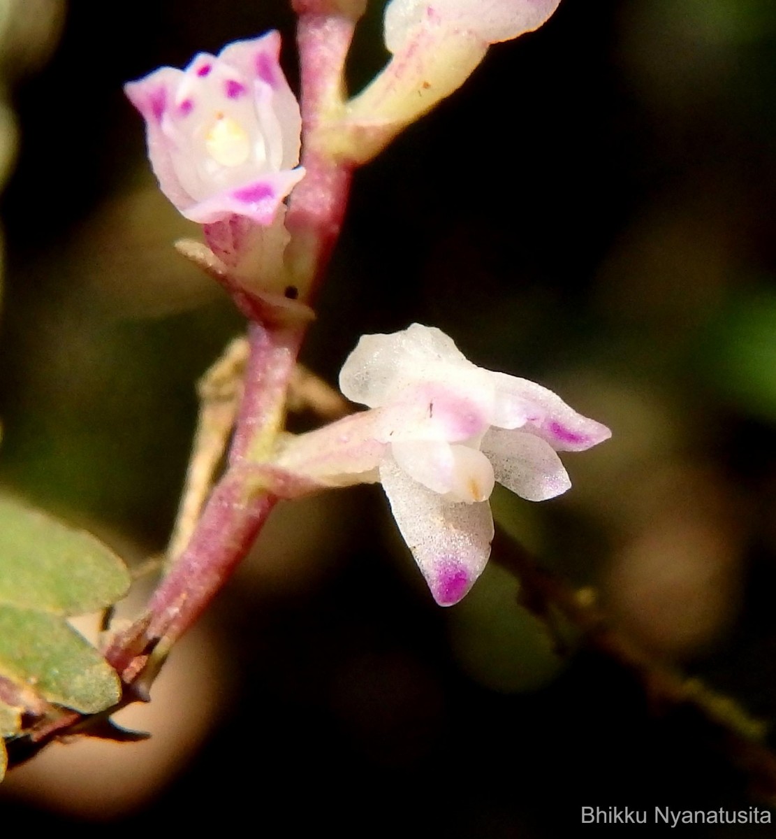 Podochilus malabaricus Wight